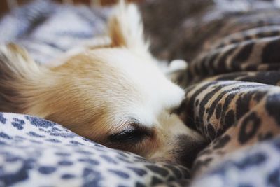 Close-up of dog sleeping on bed