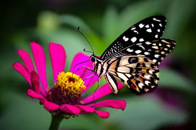 Close-up of butterfly pollinating on flower