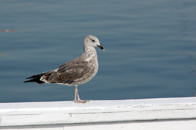 Seagull perching on railing against sea