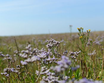 Flowers growing in field