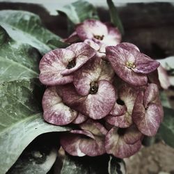 Close-up of pink flowering plant