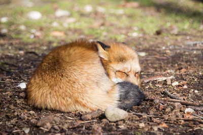 Sleeping fox in a forest