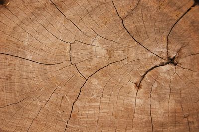 Full frame shot of tree stump