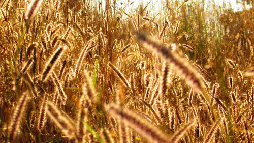 Plants growing on grassy field