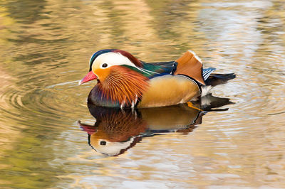 Mandarin duck swimming in pond