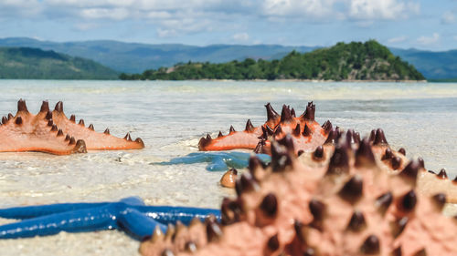 View of crab on beach against sky