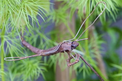 Close-up of insect on plant