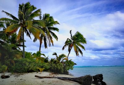 Palm trees on beach against sky