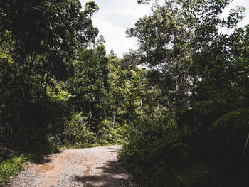 Trees growing against sky