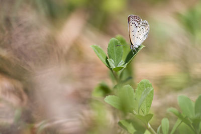 Close-up of butterfly on leaf