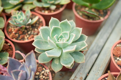 High angle view of succulent plant