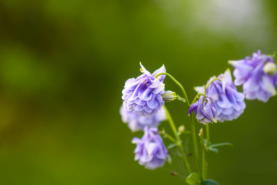 Close-up of aquilegia purple flowering plant