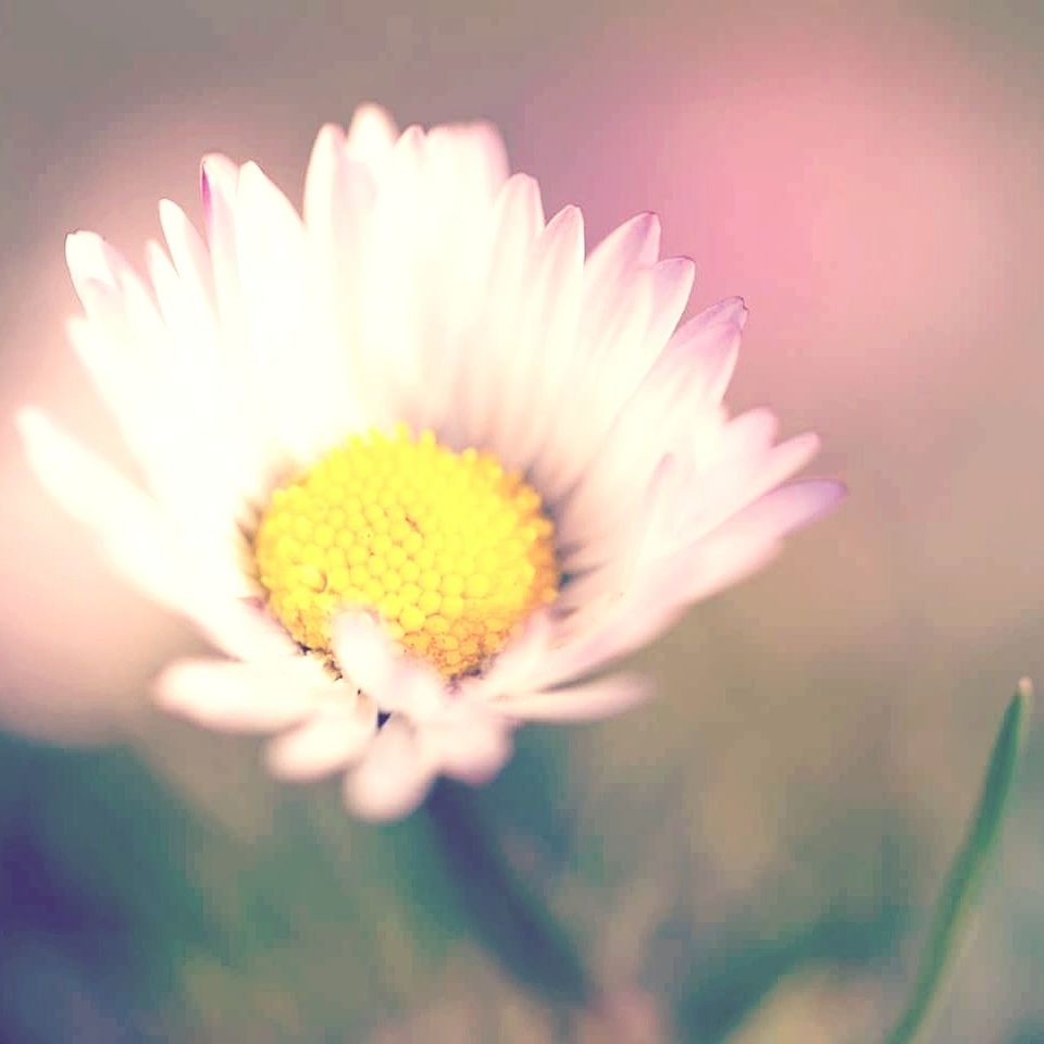 CLOSE-UP OF FLOWER