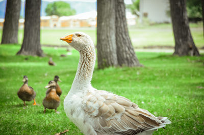 Ducks and goose in field