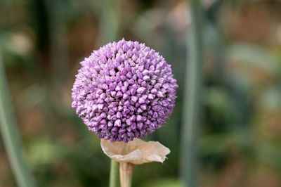 Beautiful purple onion flowers in a field. the beauty of nature. spring in nature