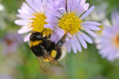 Close-up of honey bee on purple flowers