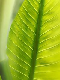 Full frame shot of leaf