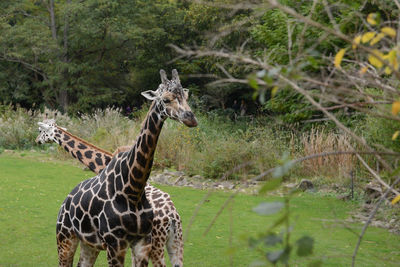 Two giraffes on grassland against plants