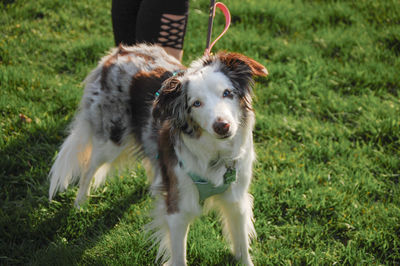 Dog running on grassy field