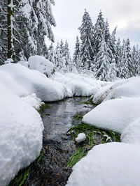 Snow covered plants and trees against sky