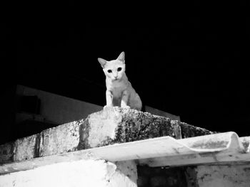View of cat on wall