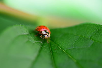 Close-up of ladybug on leaf