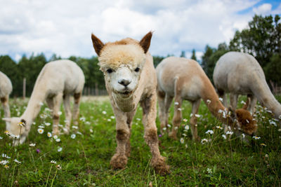 Alpacas on grassy field against sky