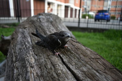 Close-up of bird perching on wood