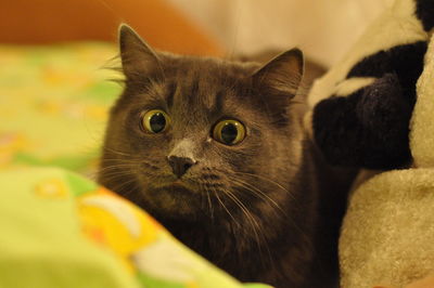Close-up portrait of a cat