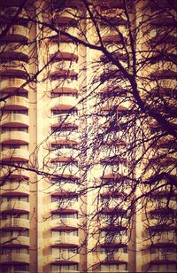 Bare trees in city