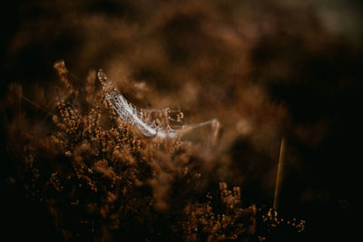 Close-up of frozen plant on field