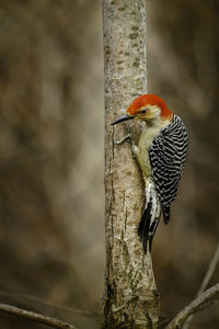Close-up of bird perching on branch