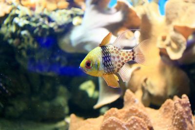 Close-up of fish underwater