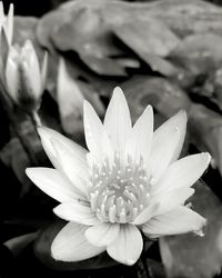 Close-up of flower