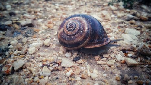 Close-up of snail on rock