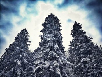 Low angle view of trees against sky