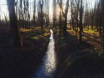 Trees in forest