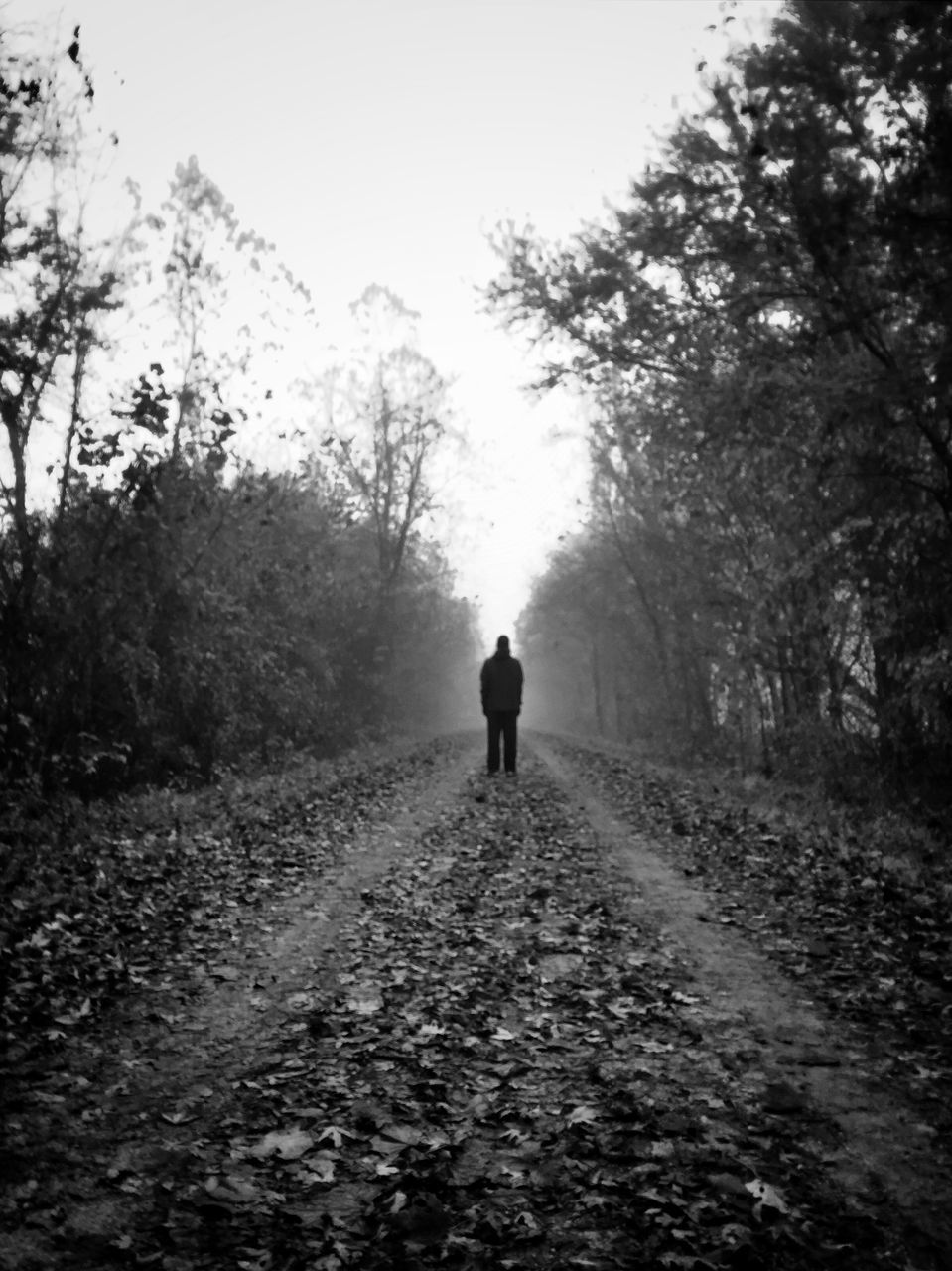 tree, the way forward, rear view, walking, full length, diminishing perspective, clear sky, vanishing point, road, lifestyles, nature, men, tranquility, transportation, tranquil scene, leisure activity, day, street