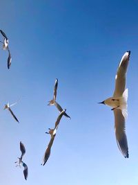 Low angle view of seagulls flying