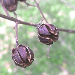 Close-up of dry leaf on plant