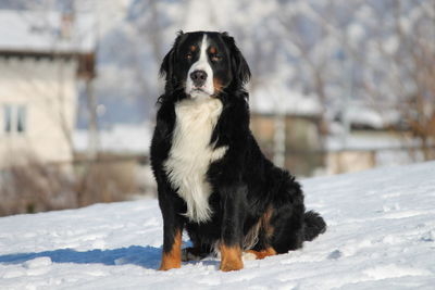 Bernese mountain dog sitting on snow