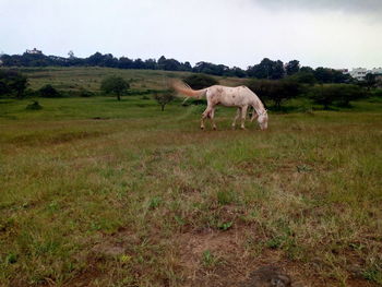 Horses grazing in a field