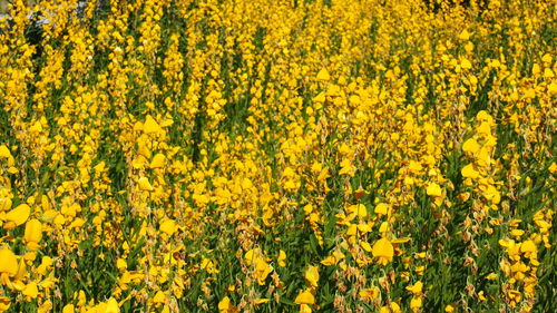 Full frame shot of yellow flowering plants