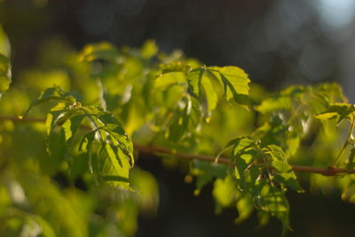 Close-up of fresh green leaves on plant