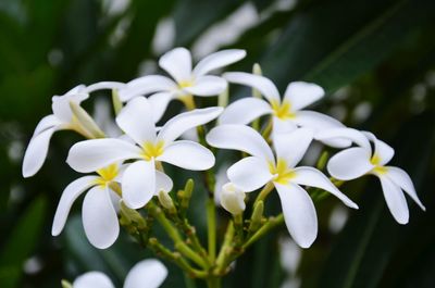 Close-up of white flowers