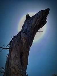 Tree against sky