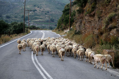 Flock of sheep walking on road