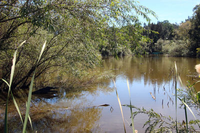 Scenic view of lake in forest against sky