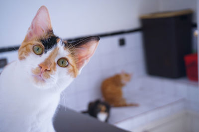 Close-up portrait of cat