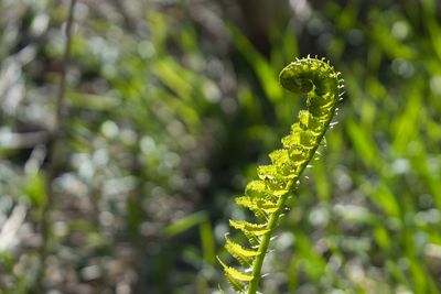 Close-up of plant